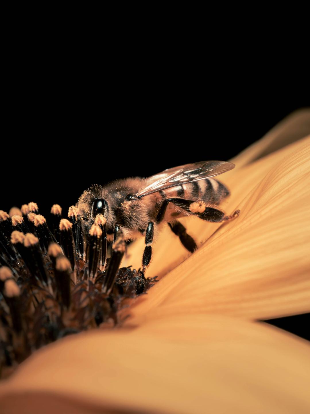 abeille