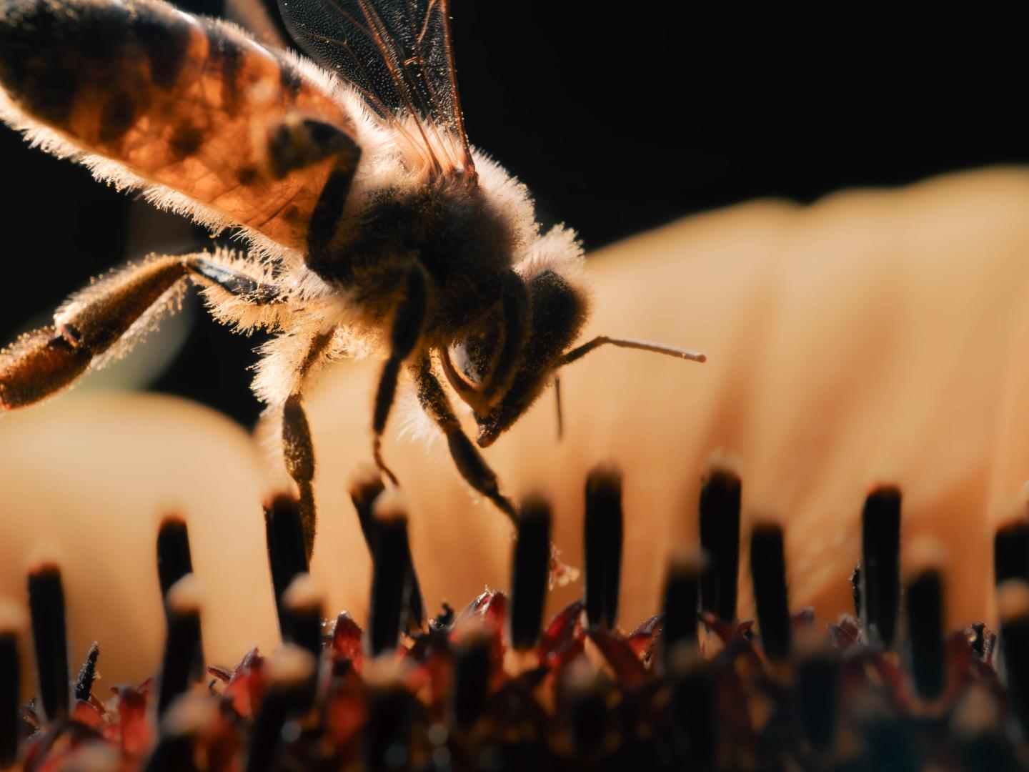 abeille