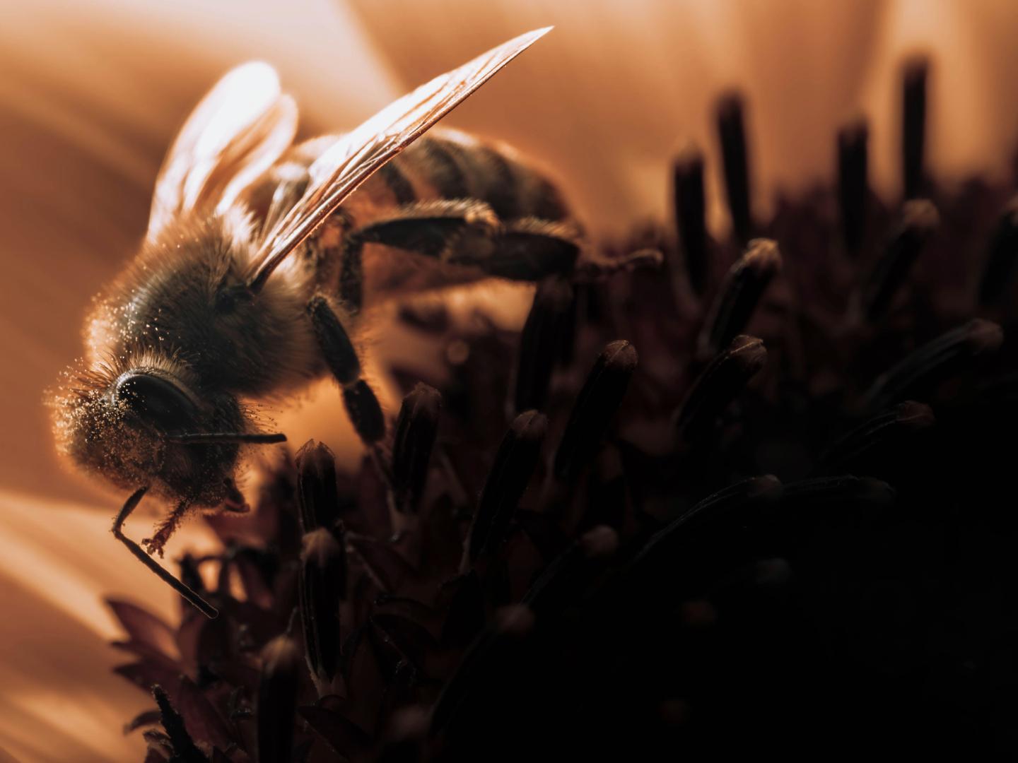abeille