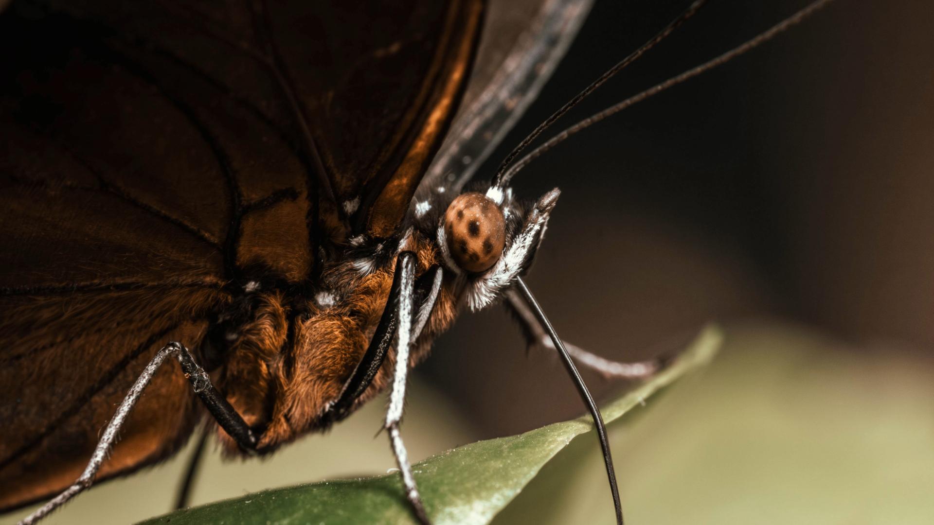 papillon