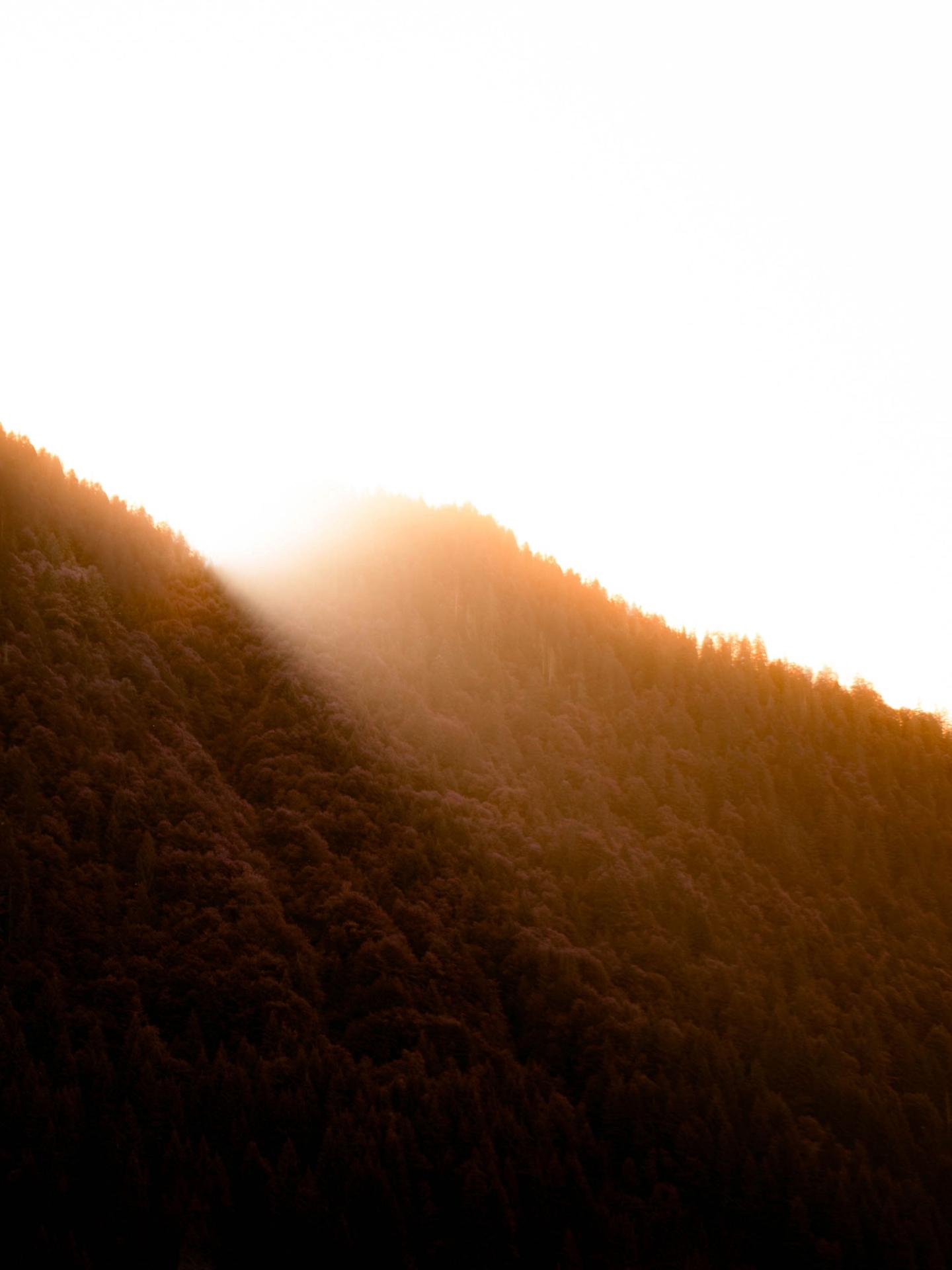 forêt